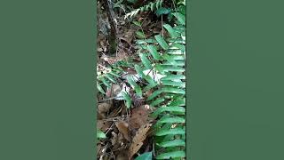 Nyari kulat pelandok