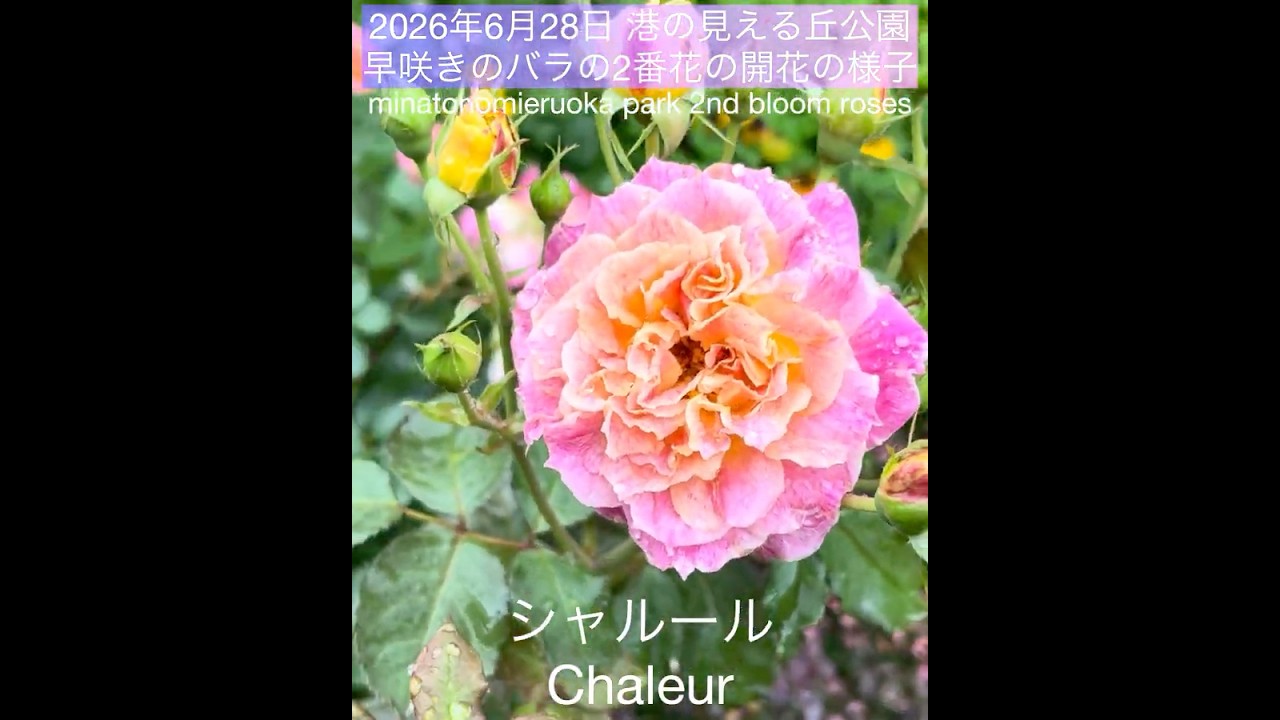 June 28, 2026: Second bloom of early-flowering roses at Harbor