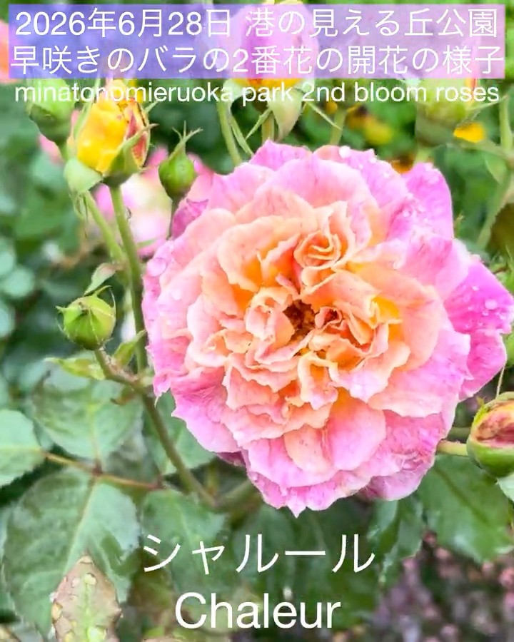 June 28, 2026: Second bloom of early-flowering roses at Harbor