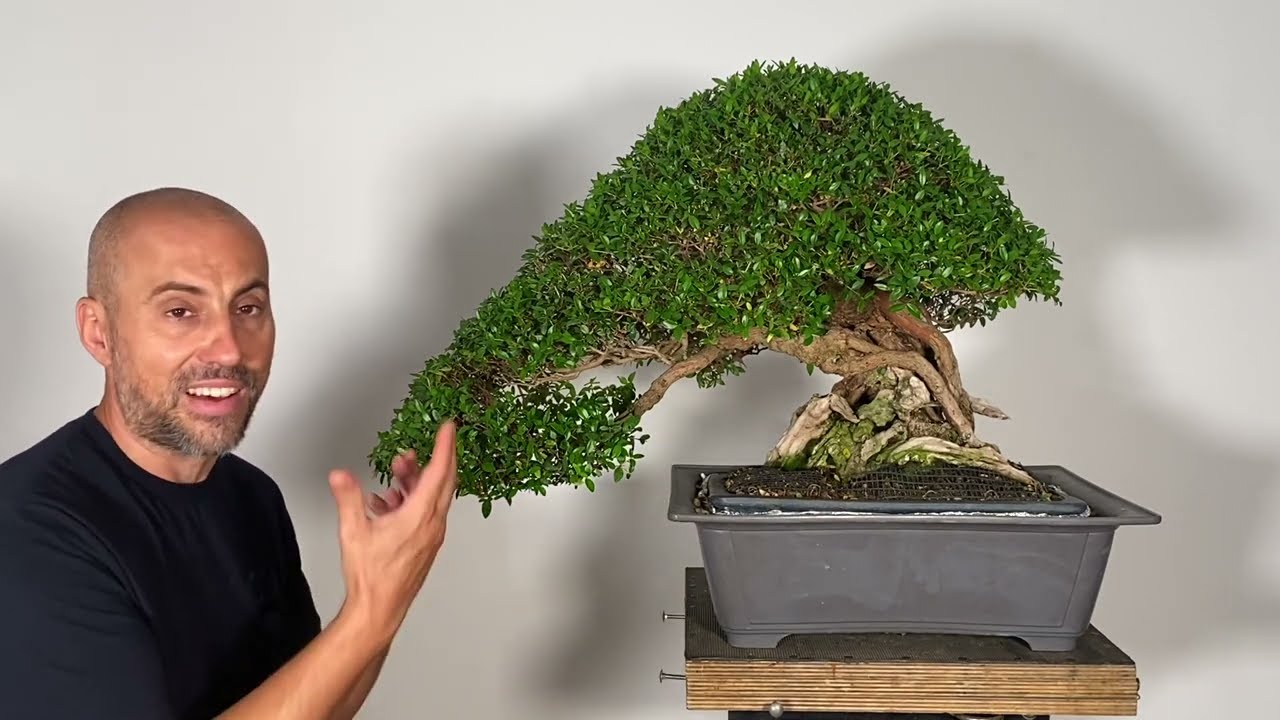 Potatura di un bonsai di Mirto Comune - Pruning of a Mirtus Communis