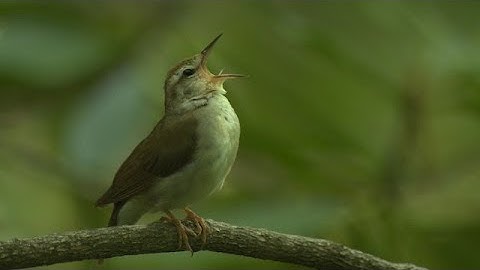 I QUIT BEING RECOLOR AADSTA 32