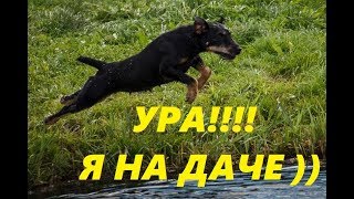 Собака на даче). Бассейн для собаки. Собака на даче). Бассейн для собаки.