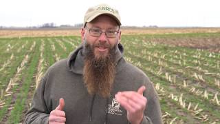 Cover Crops after Corn Silage, Benefits for Soil Health