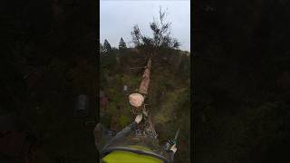 Удаление большого аварийного дерева #arboristlife #stihlrussia #treesurgeon #treeclimbing