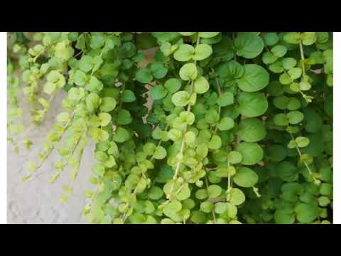 Video: Moisture-loving Lysimachia