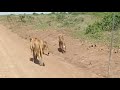 Lions walking along the road inside Nairobi national park