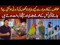 Love Birds Ke Business Se Lakhon Kese Kama Sakte Hain? - Parrots Ki Expensive Breed Konsi Hai?