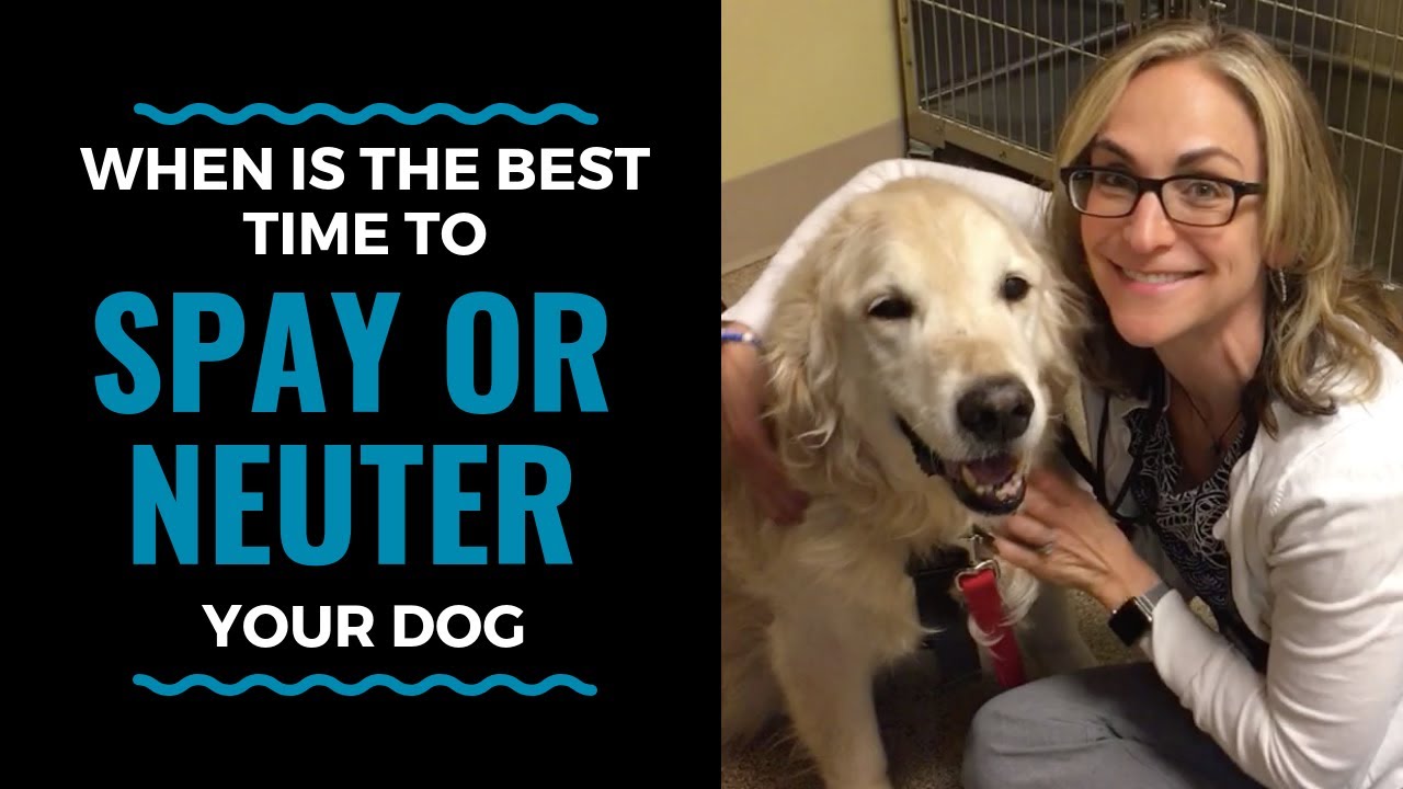 is it good to neuter your dog