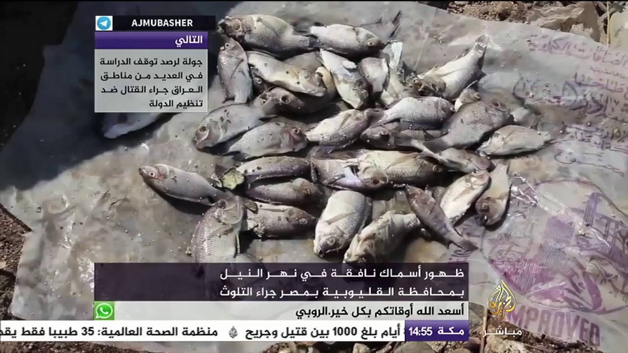 نفوق أسماك في نهر النيل بمصر بسبب التلوث