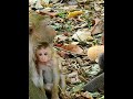 #Cutes Babies Monkey, And Daisy's baby# 296