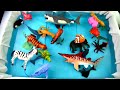 Wild Animals Learning for Kids With Safari Ocean Sea Animals