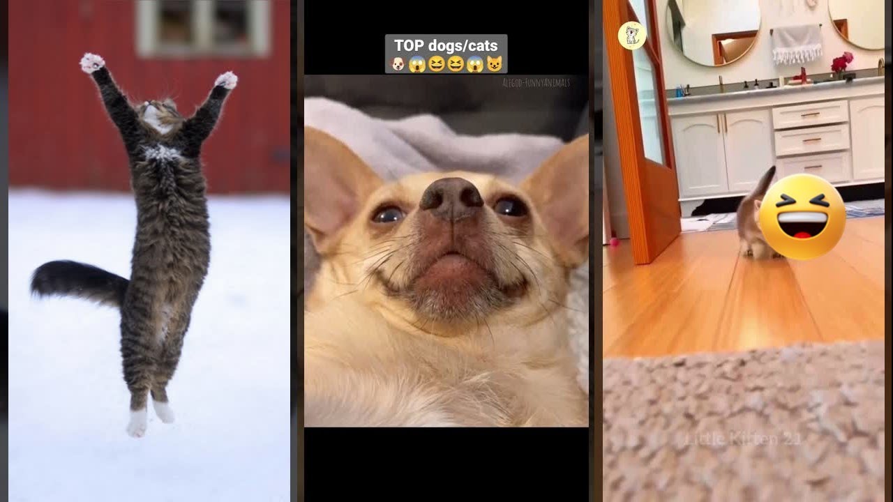 Cute Cats 🥰 Cat Fails 😅 #FunnyCats #5254