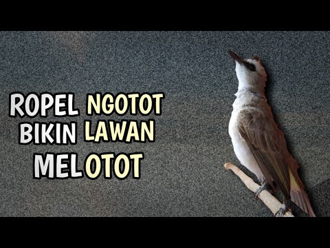 Suara trucuk ropel jernih || ampuh buat memancing trucuk lain ikut ropel || terbukti
