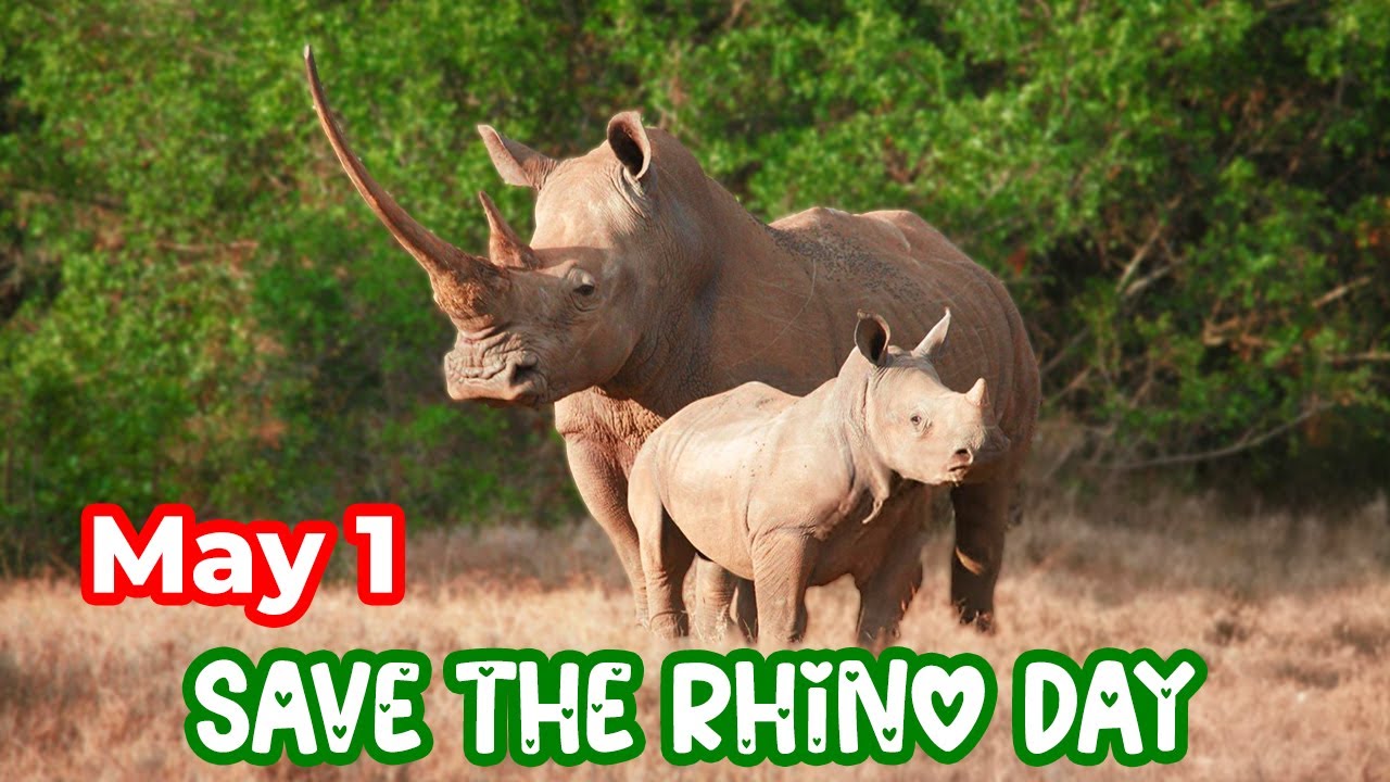 Save The Rhino Day 2025 A Call To Protect Earth s Majestic Giants save-the-rhino-day-2025-a-call-to-protect-earth-s-majestic-giants