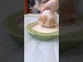 Hôm nay dạy mèo con uống sữa bát #chomeodangyeu #pets #cuncon #cat #dethuong