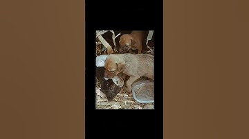 Thumbnail of newborn puppies #music #song #love #combai #pets #puppysleep #doglover #funny #pop #tamil#alagoos #