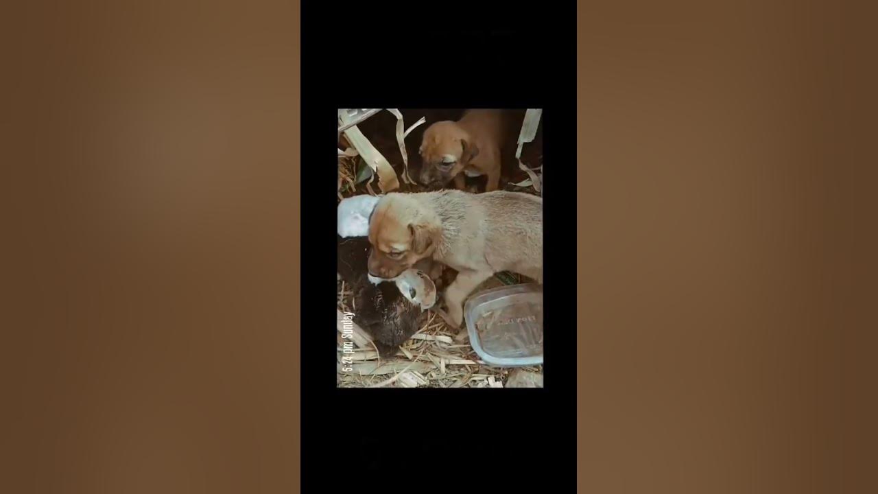 newborn puppies #music #song #love #combai #pets #puppysleep #doglover #funny #pop #tamil#alagoos #