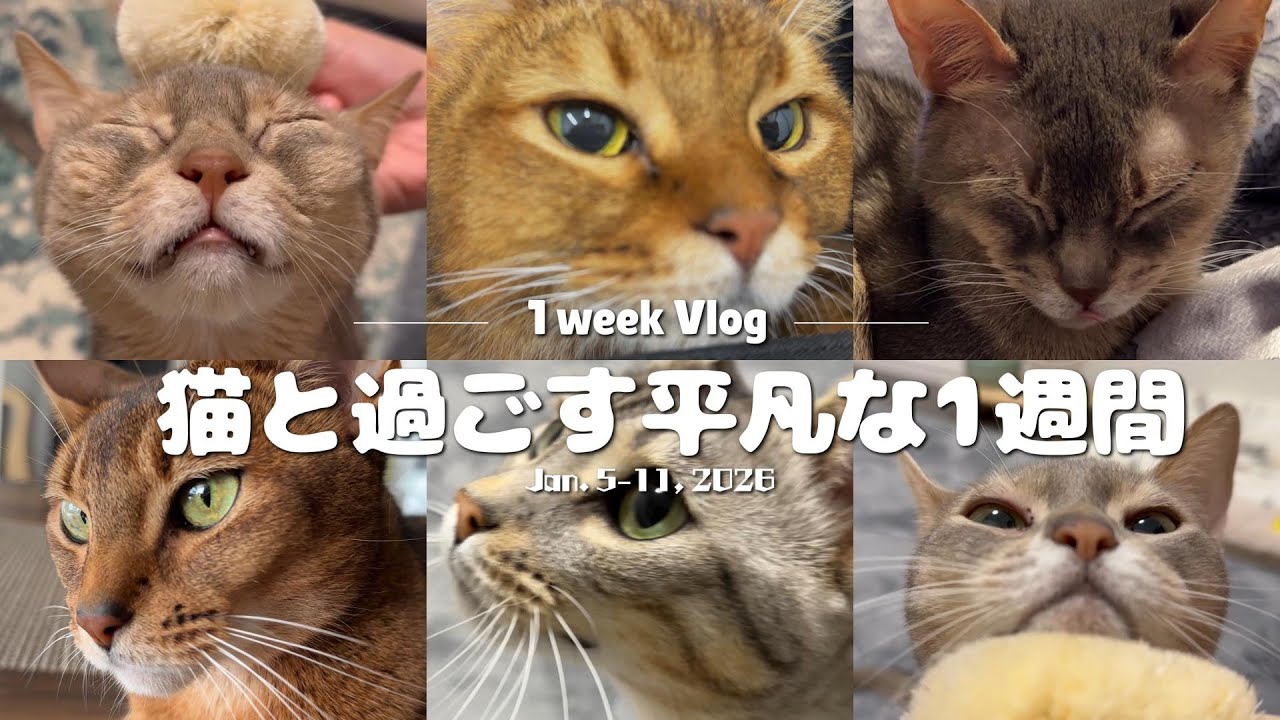 ニャンモナイトとお年賀｜特別なことはない、5匹の猫と過ぎていく1週間｜Jan. 5–11, 2026 