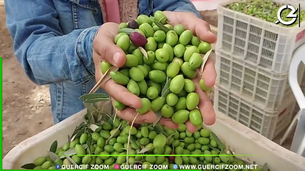 إقليم جرسيف | زراعة أشجار الزيتون .. تنامي مستمر و قطاع واعد - روبورتاج -