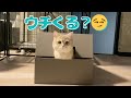 秘密基地に立てこもった猫が出てきません