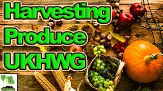 Harvesting At UK Here We Grow