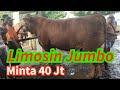 Limosin Jumbo ‼️ Minta 40 Jt Lsg Dibeli H. Kombor