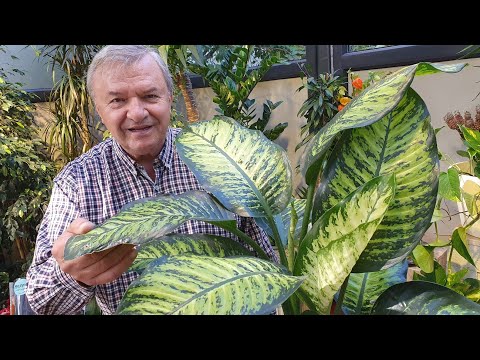 Video: Flori tropicale exotice: anthurium. Ingrijirea casei