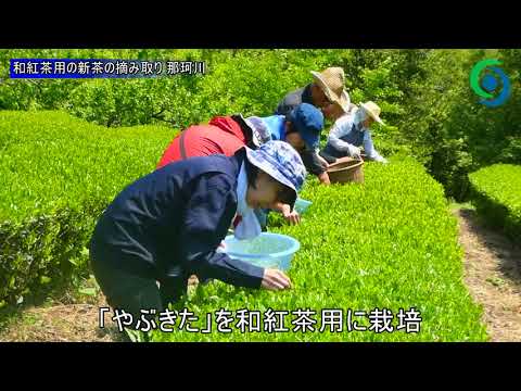 和紅茶用の新茶の摘み取り 那珂川