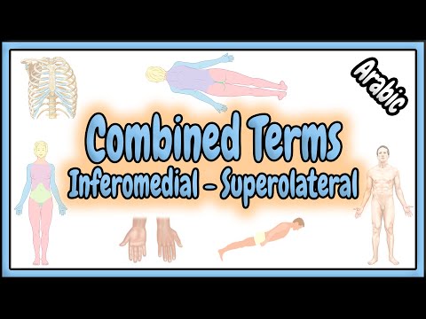 17. Combined Terms Inferomedial & Superolateral | المصطلحات المركبة - السفلي الوسطي و العلوي الجانبي