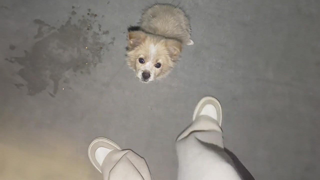 «Я так голоден, пожалуйста!» — внезапно щенок преградил мне путь в подземном гараже.