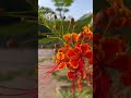Gehra Hua : This Morning : upbeat: feelings : Garden : Scenery : Peace : Hidden Gem : Ahmedabad 🌅