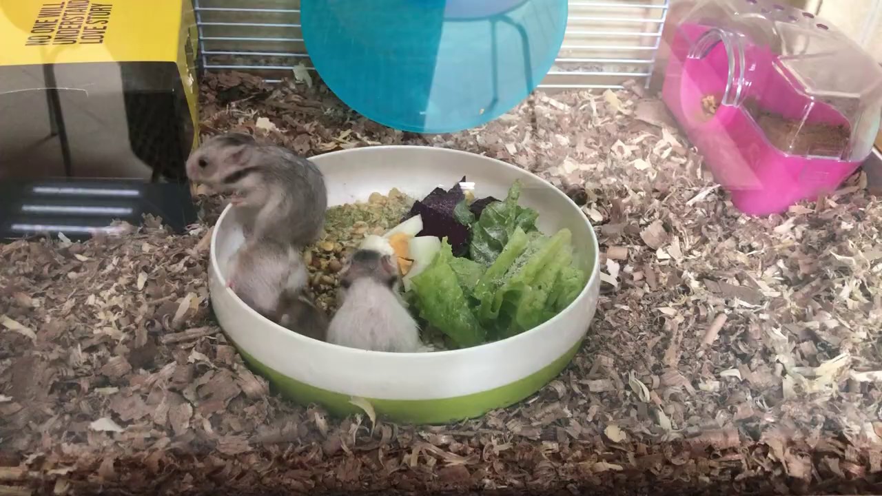 Baby hamster - YouTube