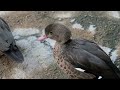 Bernierente im Zoo Berlin