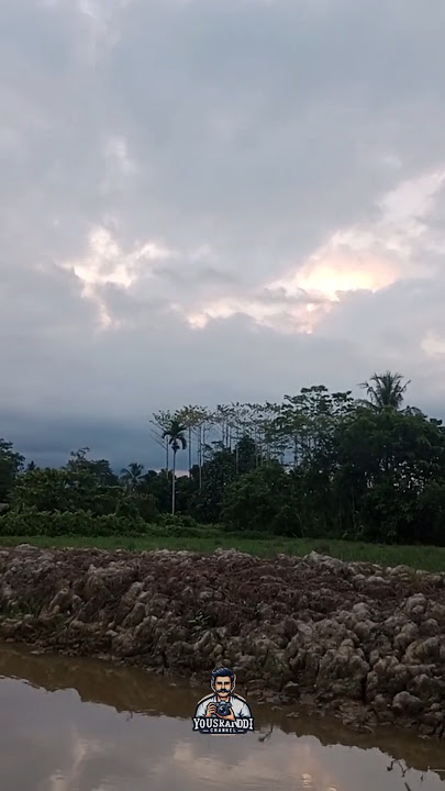 Pemandangan Sawah di Pedesaan di Sore Hari