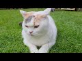 Cats | Relaxing Day