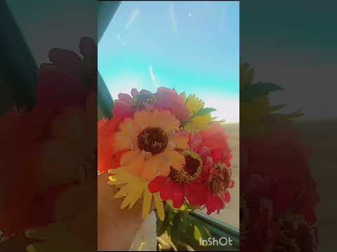 أصالة الحلم العربي اتحدا الكون واتمرد