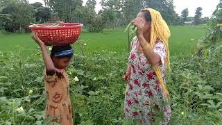 Ladyfinger farming. भिण्डी खेती।