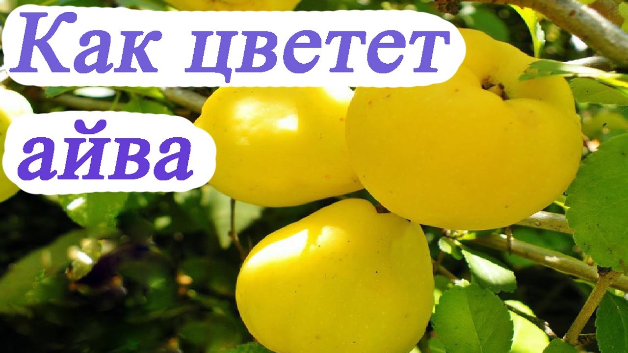 КАК ЦВЕТЕТ АЙВА How quince blooms