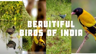 Beautiful birds of India | Very Relaxing Birds Video
