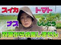 スイカ・ナス・トマト・ししとうが双葉から成長しません