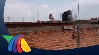 Jaguar Escapa De Finca En Jalisco Noticias De Jalisco