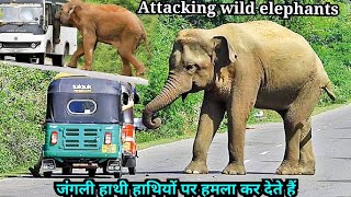 elephant#elephants road block #willife
