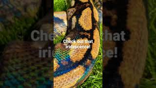 Reticulated Python - Charlotte