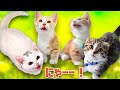 お腹空いた子猫たちは可愛い声で鳴きます！　Meowing Kittens Compilation.So cute kittens!