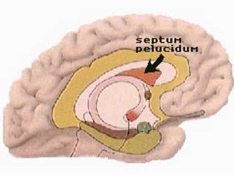 Structures of the limbic system