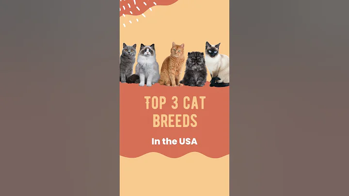Watch the video about Top 3 Cat Breeds in the USA 🐱