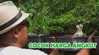 BONSAINYA KECIL - KECIL, TAPI DESAINNYA TEPAT