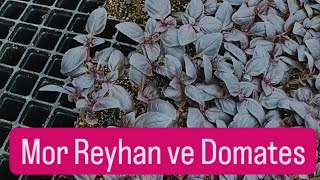 Domates ve Mor Reyhan