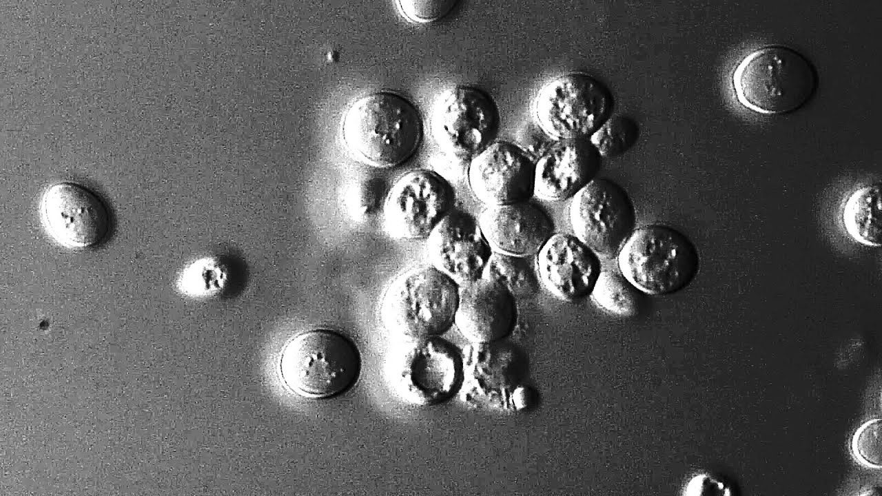 Yeast active fermentation 