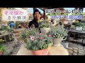 ロベリア上田広樹の【寄せ植え自分解説 #10】ローダンセマムは品種でシルエットを変える【LOBELIA】